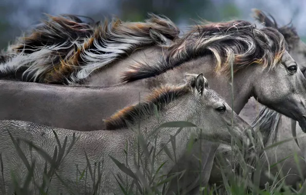 Horse, Netherlands, the herd, reserve, Polish Konik, Starterslist