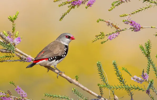 Flowers, branch, feathers, bird, bright