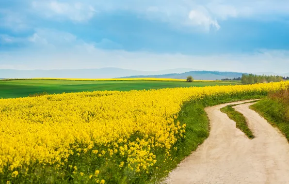 Road, the sky, flowers, nature, hills, spring, yellow, rape