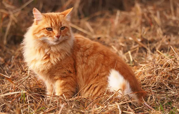 Hay, fluffy, red cat