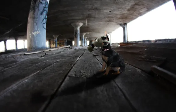 Background, dog, gas mask