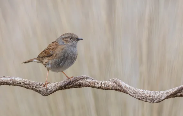 Bird, bokeh, branch, wildlife, sparrow