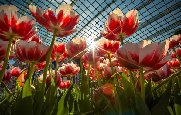 Picture rays, greenhouse, petals, tulips