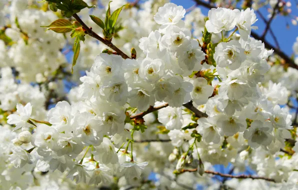 Light, flowers, branches, spring, Sakura, white, flowering, a lot