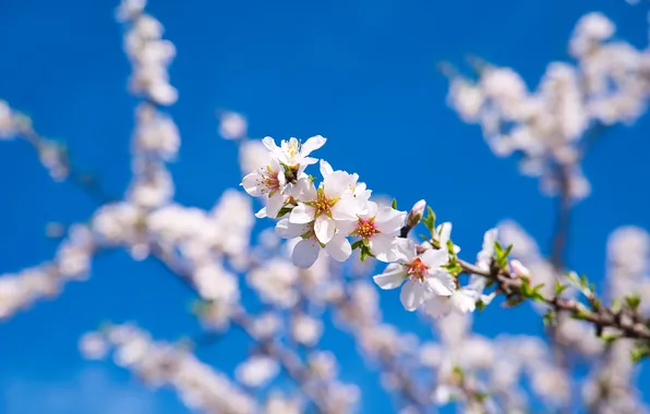 The sky, flowers, cherry, blue, branch, spring, white, flowering