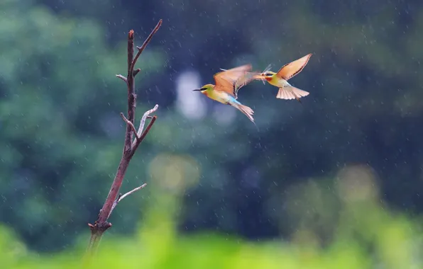 Picture flight, birds, two, branch, pouloudi, in the rain
