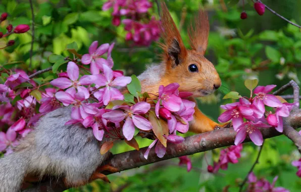 Picture spring, Apple, proteins, April