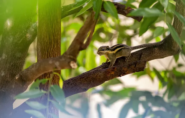 Picture leaves, light, trees, branches, foliage, Chipmunk, bokeh, serek
