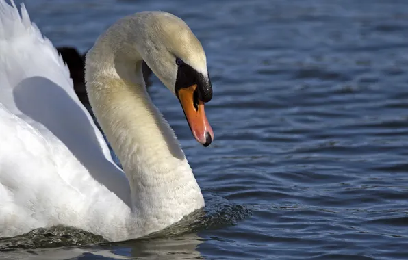 Water, bird, profile, Swan