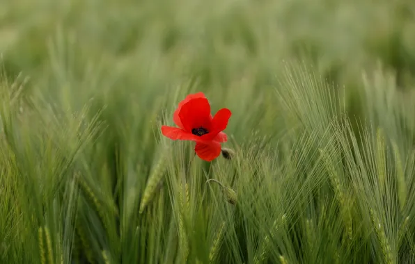 Wheat, field, flower, nature, Mac