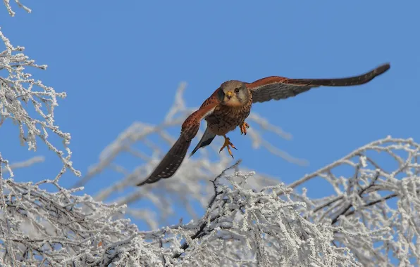 Picture winter, snow, flight, branches, tree, bird, Kestrel, the family of Falcon