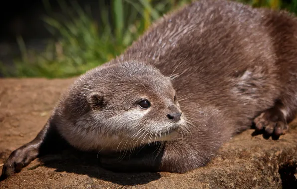 Look, muzzle, otter, Otter