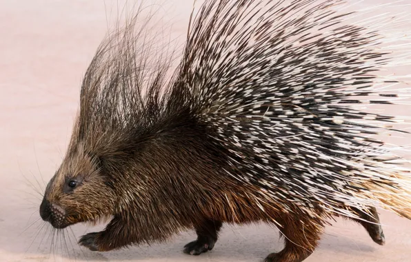 Picture needles, background, porcupine