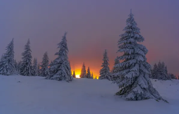 Winter, snow, trees, landscape, sunset, nature, mountain, ate