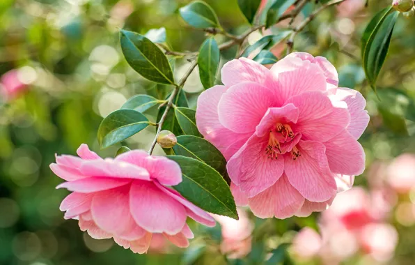 Leaves, flowers, branch, pink, flowering, bokeh, Camellia, Camellia