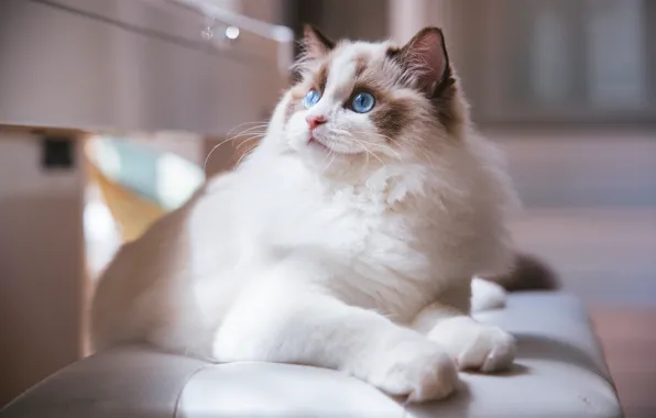 Picture cat, white, cat, look, face, light, bench, background