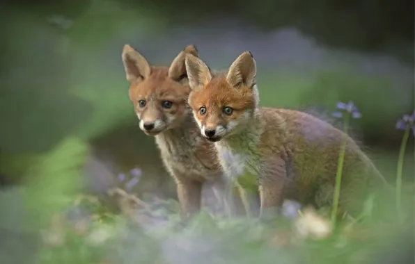 Picture blur, Fox, a couple, cubs, cubs