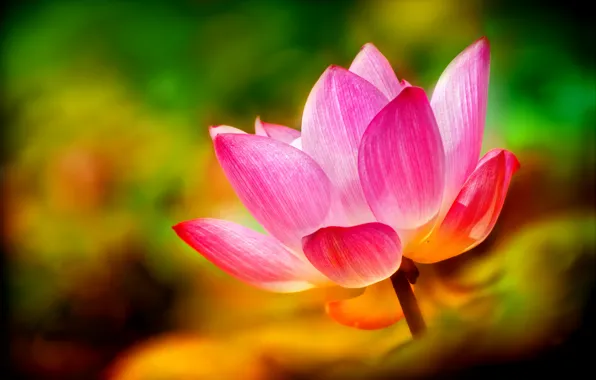 Picture background, pink, petals, Lotus