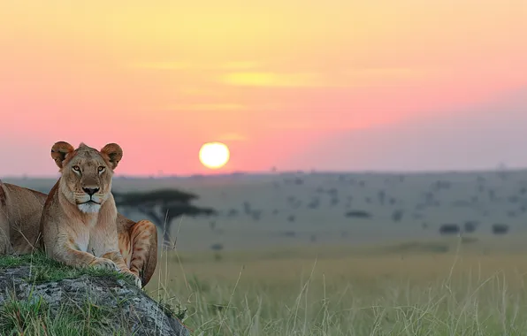Dawn, Stone, Two, Lions, Savannah, Digital art, Lioness, Big Cats