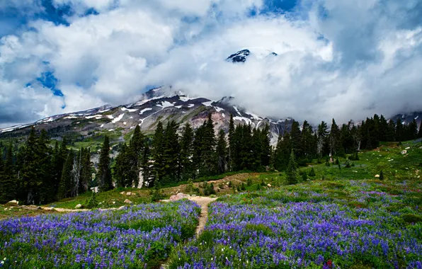 Forest, the sky, clouds, trees, flowers, mountains, meadow, USA