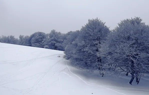 Picture winter, frost, field, the sky, snow, trees