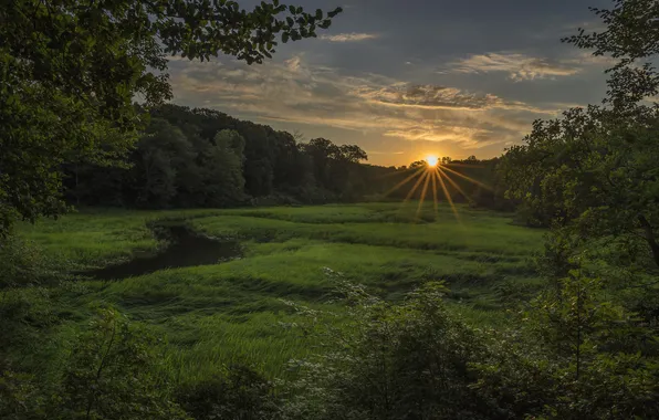 Greens, field, forest, summer, the sun, rays, trees, sunset