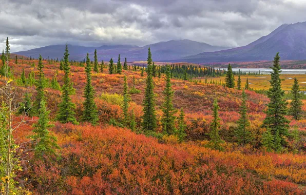 Picture autumn, trees, mountains, nature, ate, bushes