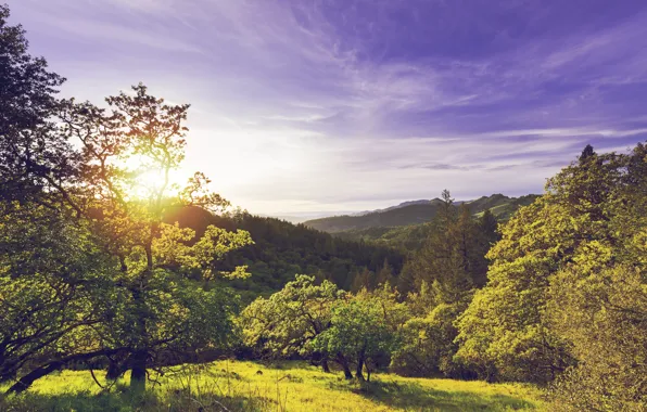 Picture forest, the sky, the sun, clouds, trees, sunset, mountains, nature