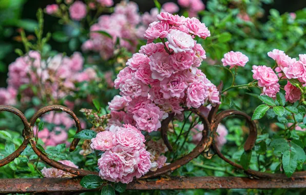 Leaves, branches, metal, the fence, roses, garden, support, pink