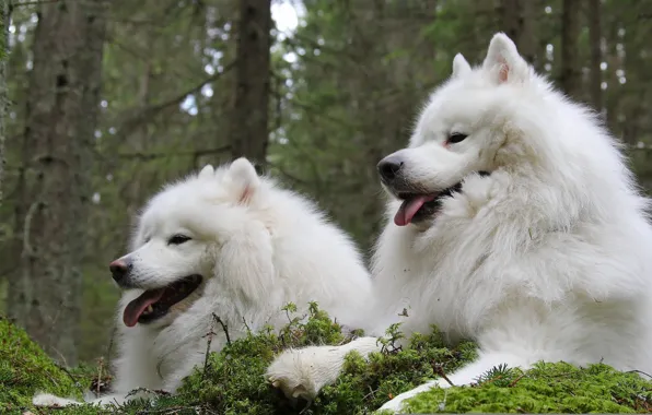 Picture a couple, friends, Samoyed, The Samoyed