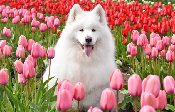 Look, pose, dog, white, face, Samoyed