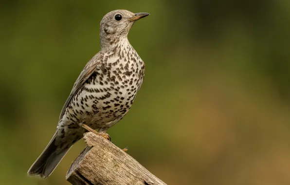 Bird, column, thrush, mistle thrush