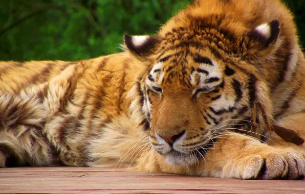 Face, tiger, paws, sleeping, tiger, striped red cat