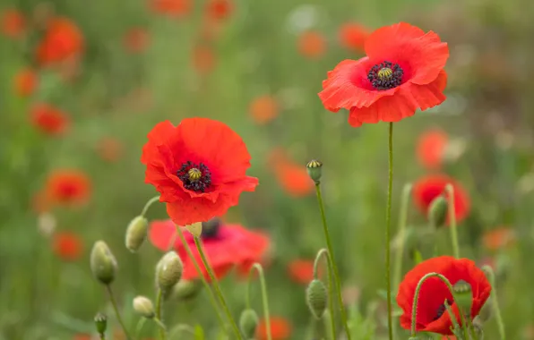 Summer, flowers, stems, Maki, meadow, red, buds, green background