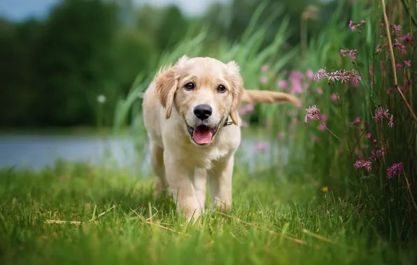 Picture language, summer, grass, flowers, nature, shore, dog, baby