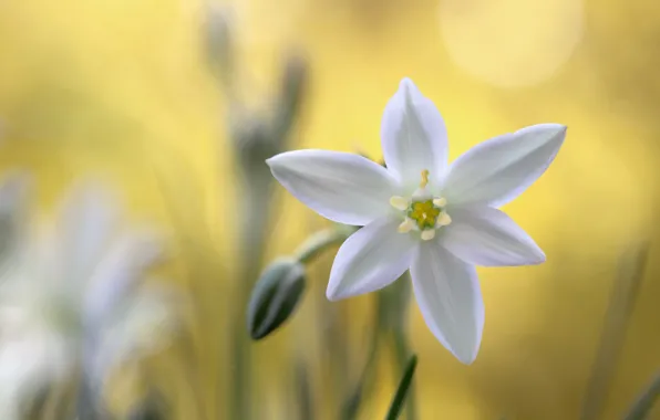 Picture macro, nature, petals, the star of Bethlehem