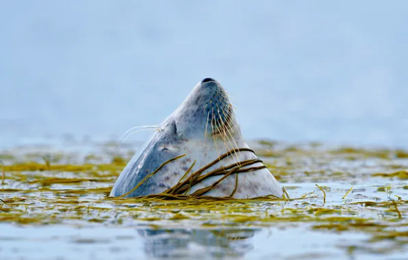 Picture sea, algae, seal, Scotland, Islay