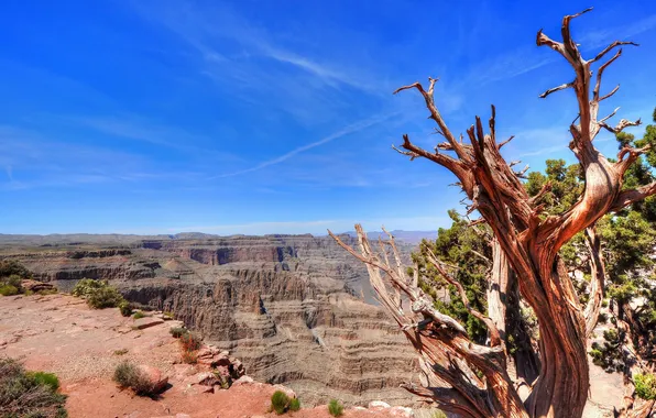 Picture mountains, nature, tree, canyon
