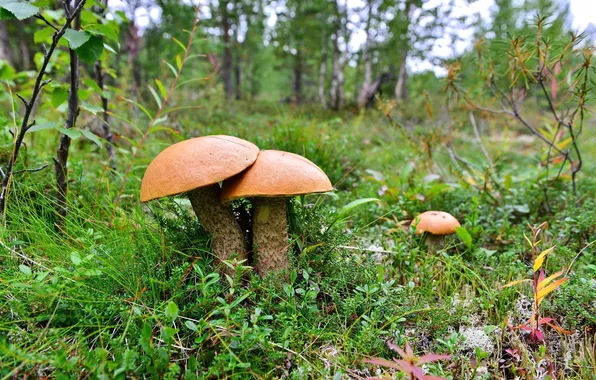 Picture grass, mushrooms, trio