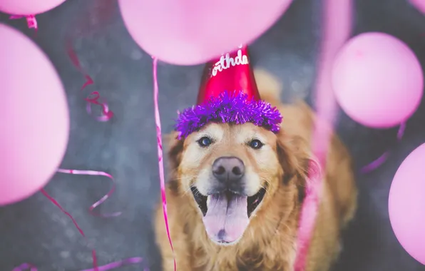 Each, dog, Happy 7th Birthday