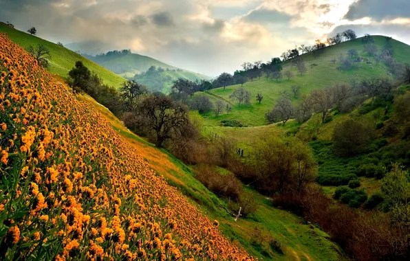 Picture field, trees, landscape, flowers, nature, hills