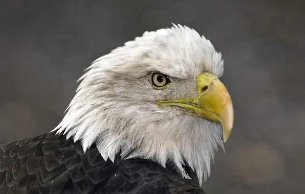 Picture nature, background, eagle