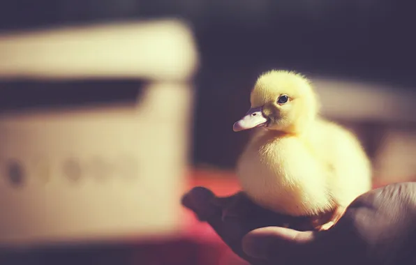 Bird, duck, palm, duck, chick, duck