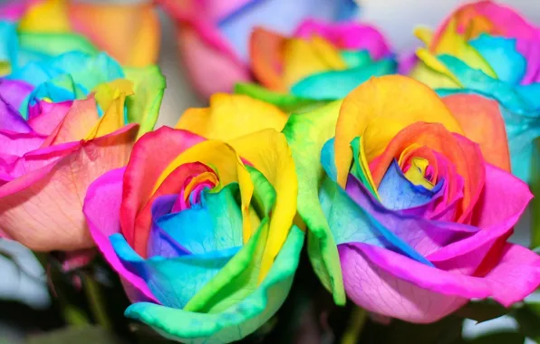 Flowers, roses, rainbow, colorful, rainbow, colorful, flowers, roses