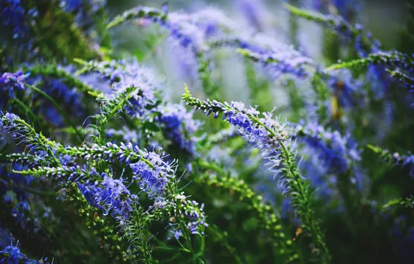Flowers, plants, twilight, spring