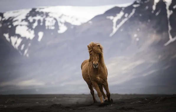 Field, look, face, snow, mountains, nature, horse, horse
