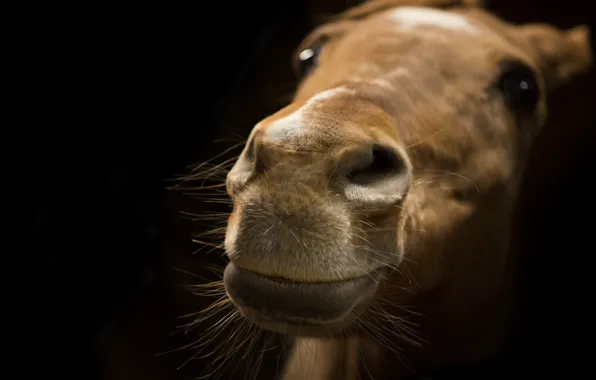 Picture face, background, horse