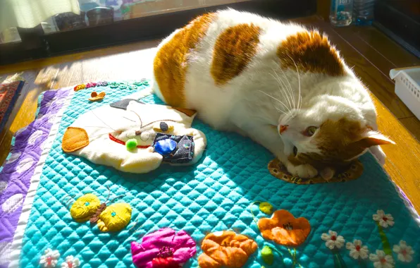 Picture cat, cat, look, face, light, pose, comfort, background