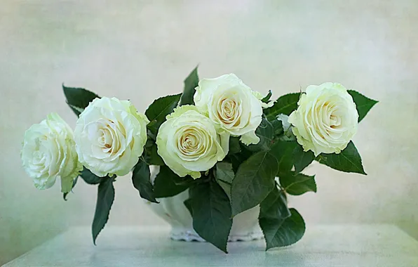 Picture white, flower, nature, flowers, roses