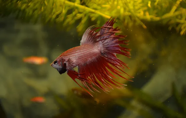 Picture water, plant, aquarium, cock